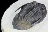 Zlichovaspis Trilobite - Perfectly Prone #89284-4